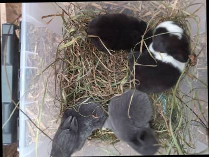 Bild 3:Hasenbabys, Zwergkaninchenbabys