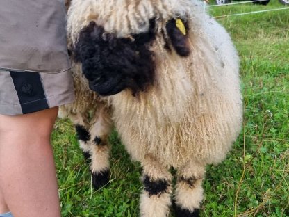 Bild 3:Walliser Schwarznasen HB