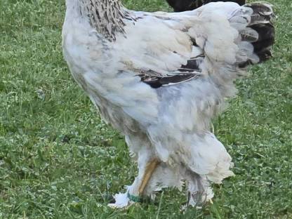 Brahma Hennen