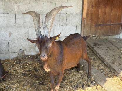 Bild 3:Aosta Bock 3-jährig