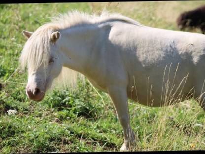 Bild 4:Minishetty Stute Elmhorst Bluebelle