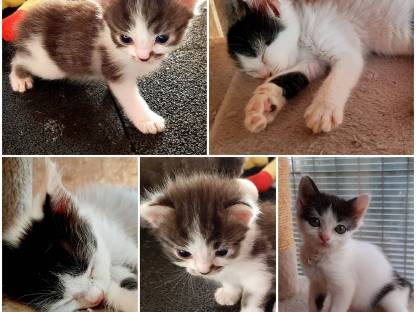 Bild 3:Ragdoll Mix Kätzchen