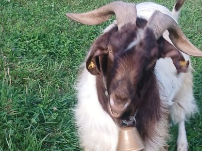 Bild 8:Junge Burenziegen und Mischlinge