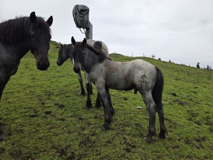 Bild 2:Noriker Blauschimmel Hengstfohlen Freddy P