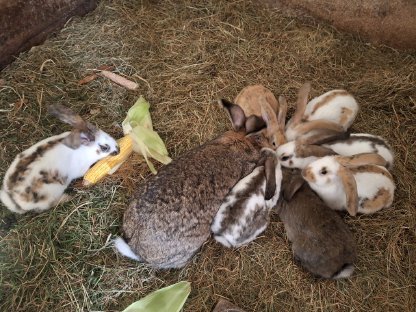 Bild 5:Kaninchen, Fleischhasen/Schlachthasen