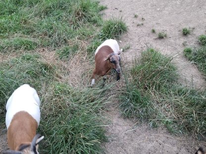 Bild 4:Kamerunschaf (Lamm) männlich