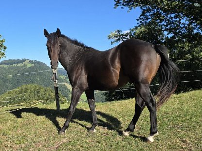 Bild 3:2,5-jähriger Quarter Horse Hengst