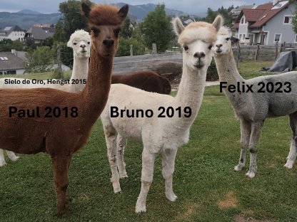 Bild 8:Alpaka Wallache, Hengste