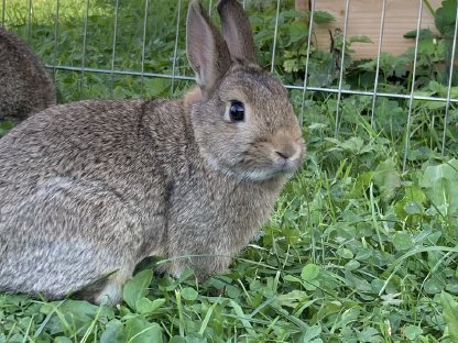 Zwergkaninchen