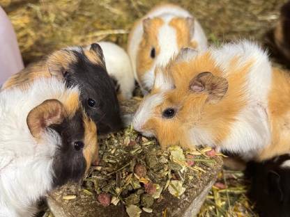 Bild 4:Hasen & Meerschweinchen