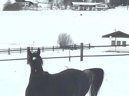 Bild 7:Fuchsscheck Hengstfohlen WH Aayan