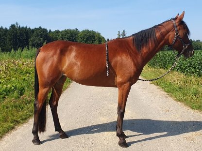 Bild 3:Brave Stute sucht Bestplatz