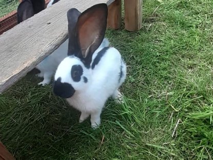 Bild 2:Hasen zu verkaufen