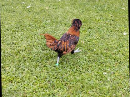 Bild 3:Zwerg-Paduaner-Hähne