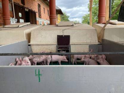 Bild 3:Ferkelboxen