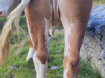 Bild 2:Fleckviehkalbin