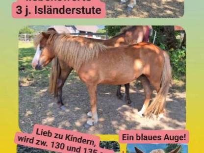 3 j. Isländerstute