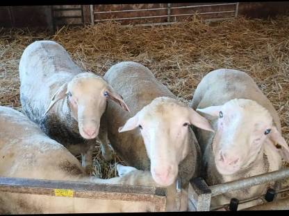 Bild 2:Merino-Widder