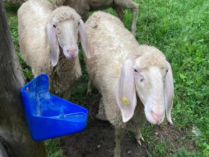 Bild 2:Tiroler Bergschaf Jungschafe