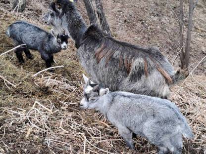 Bild 5:Blobe Ziegen,  Herdenbuch