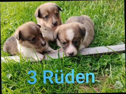 Welsh Corgi Pembroke × Border Collie Welpen