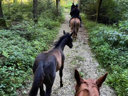 Bild 2:Biete Einstellplatz für 1-2 Hengstfohlen von 2025