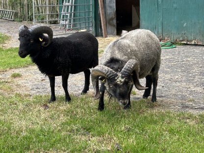 Bild 3:Ouessantschafe, Zwergschafe, Herdbuch