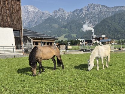 Freizeitpferd Elli