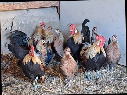 Bild 2:Holländische Zwerghühner orangehalsig und Altsteirer Hühner