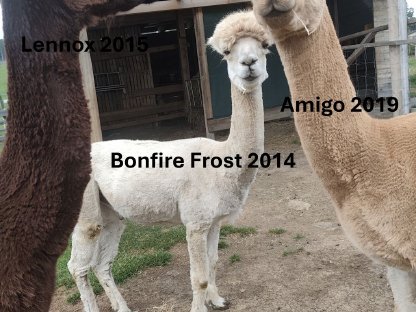 Bild 9:Alpaka Wallache, Hengste