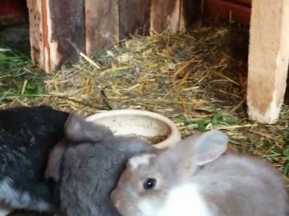 Bild 5:Kaninchen Deutsche Widder