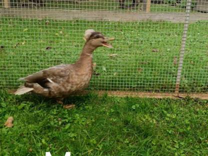 Bild 4:Junge Zwergenten