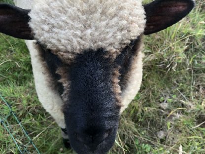 Bild 4:Shropshire Schaf männlich