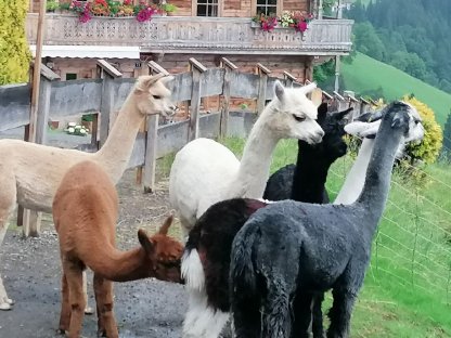 Bild 2:Alpaka Verkauf