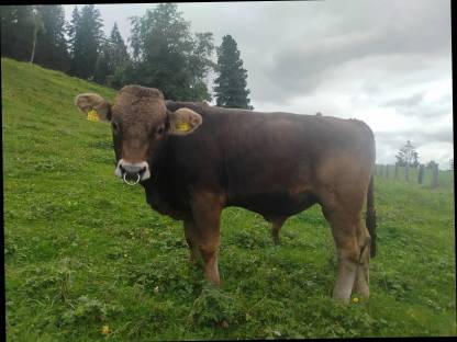 Bild 2:Original Braunvieh Stier