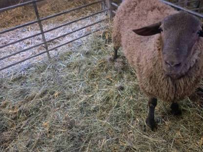 Jurabock