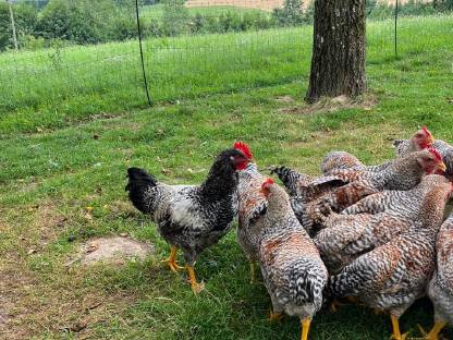 Bild 2:Bielefelder Hahn / Hähne