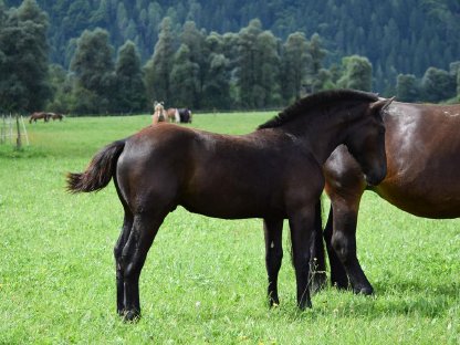Bild 5:Waldmeister Nero Noriker Rapphengstfohlen zu verkaufen