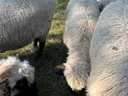 Walliser Schwarznasen Schafe