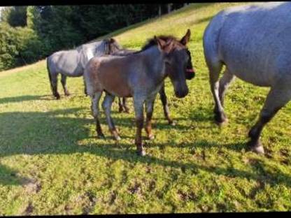 Bild 2:Mohrenkopf Hengstfohlen