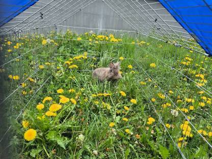 Bild 3:Freilaufgehege 2x vorhanden