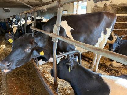 Trächtige Holstein-Kalbin