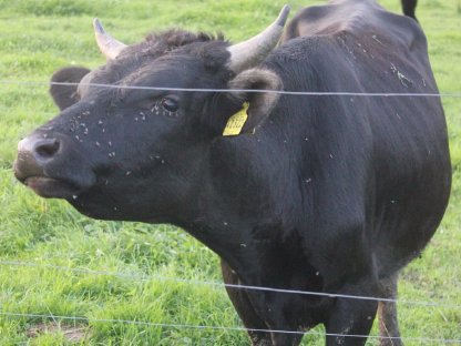 Bild 2:Wagyustier F1