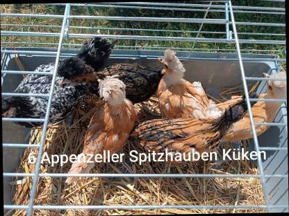 Appenzeller Spitzhauben Küken
