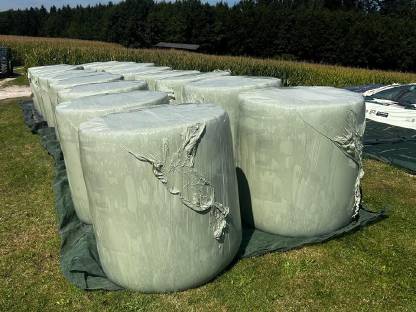 Bild 4:Silomais-Grasballen gemischt