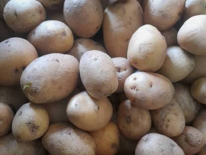 Futterkartoffeln