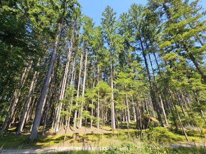 Waldgrundstück 9.330 m² in Gemeinde Eibenstein, Bezirk Gmünd