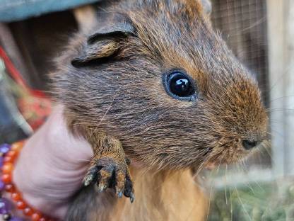 Meerschweinchen Jungs
