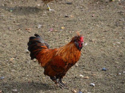 Bild 3:Pawlowskaja Hahn