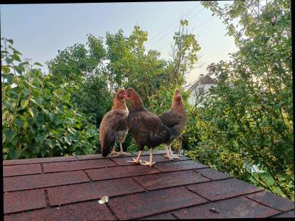Bild 3:Altsteirer Hühner